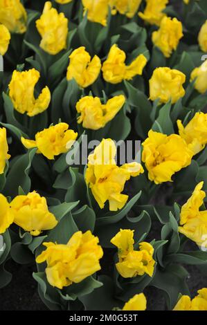 Yellow Parrot tulips (Tulipa) Yellow Sun bloom in a garden in March Stock Photo