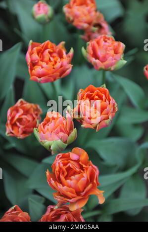 Orange peony-flowered Double Early tulips (Tulipa) Zoe bloom in a