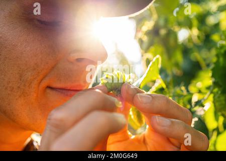 farmer testing the quality of ripe hop harvest smelling and touching the umbels in Bavaria Germany. Stock Photo