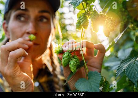 female farmer testing the quality of the hop harvest smelling and touching the umbels in Bavaria Germany. Stock Photo