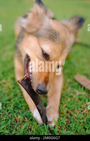 Multicolor German Shepherd mix dog holds Flamboyant plant between paws and chews on it, fluffy ears up. Medium-sized pet on the grass. Vertical background. Stock Photo