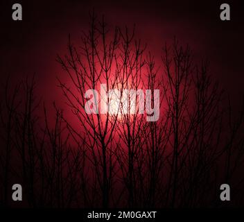 red sky sun setting behind the branches of a tree Stock Photo