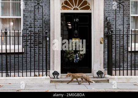 Number 10 Downing Street, London, UK. 6th December 2022. Urban Fox struts past Number 10 Downing Street, London, UK. Photo by Amanda Rose/Alamy Live News