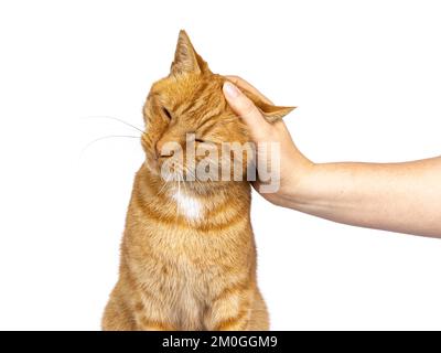 Head shot of male ginger senior house cat, sitting up facing front. Human hand petting it on the head. Isolated on a white background. Stock Photo