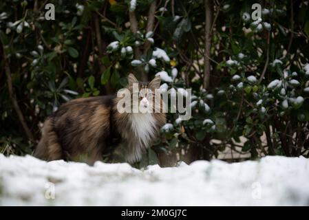 norwegian forest cat standing in a garden on the snow.winter, cold. Stock Photo