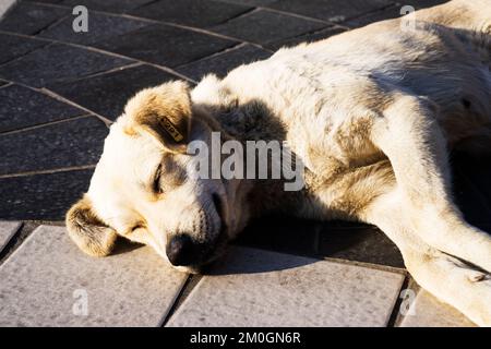 a mongrel dog lying on the street Stock Photo