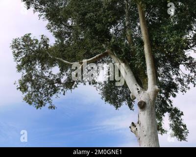 Low angle shot, Upwards view, Look up of Green Leaves and Tree Branches, White color Trunk, against clear bright  Blue sky with Copy space Stock Photo