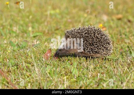 European hedgehog (erinaceus europaeus), juvenile, foraging on the lawn in a garden, Wildlife, Wilnsdorf, North Rhine-Westphalia, Germany, Europe Stock Photo