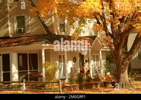 Maple tree with falling leaves in autumn by a house in Virginia, USA Stock Photo