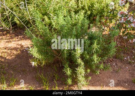 Flowering rosemary in the wild Stock Photo
