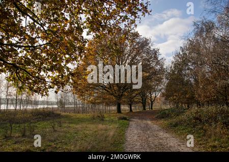 Sandy footpath in the transition zone between woodland and wetlands near Loon op Zand, The Netherlands Stock Photo