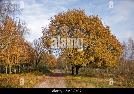 Large oak trees, partly pruned above a dirt road, at the edge of a forest near Loon op Zand, The Netherlands Stock Photo