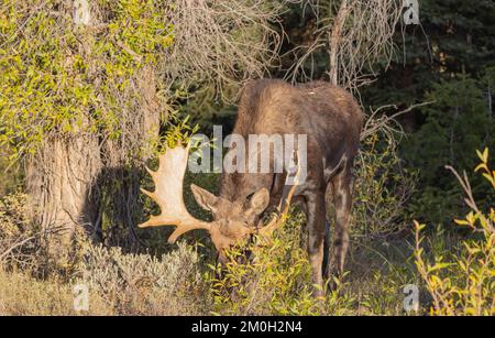 Bull Shiras Moose During the Rut in Wyoming in autumn Stock Photo