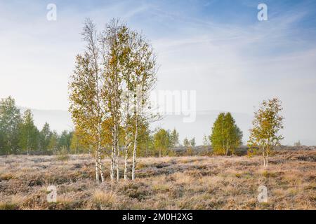 Morning autumn atmosphere with a few birch trees on the moor near Les Ponts-de-Martel, with the Creux du Van in the background, Canton Neuchâtel, Swit Stock Photo
