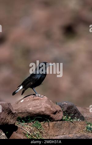 Black wheatear, Oenanthe leucura, Morocco. Stock Photo