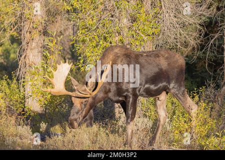 Bull Shiras Moose During the Rut in Wyoming in autumn Stock Photo