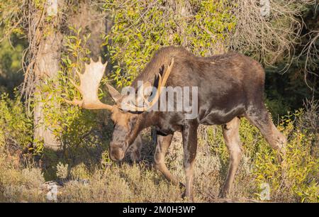 Bull Shiras Moose During the Rut in Wyoming in autumn Stock Photo