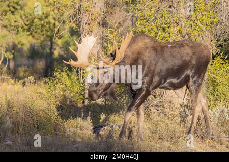 Bull Shiras Moose During the Rut in Wyoming in autumn Stock Photo