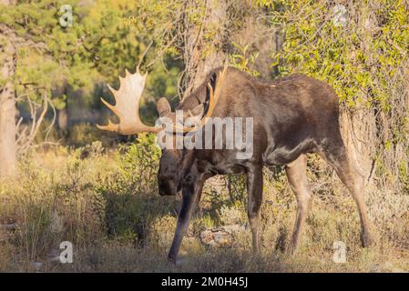 Bull Shiras Moose During the Rut in Wyoming in autumn Stock Photo