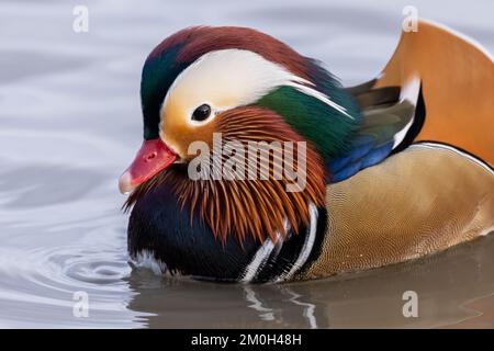 Manderin Duck close up Stock Photo