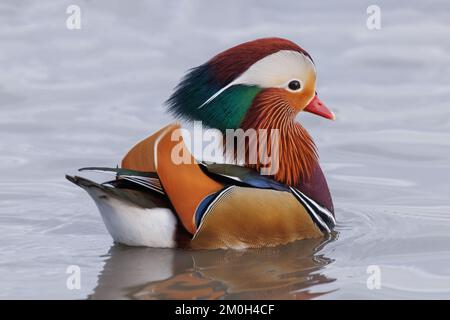 Manderin Duck Stock Photo