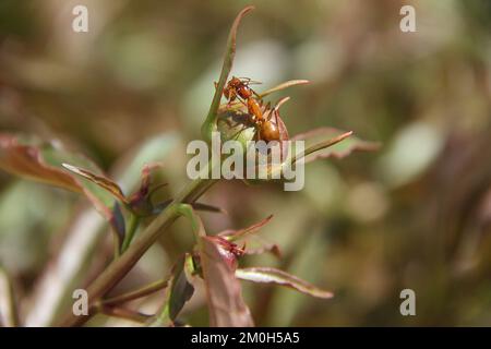 Ants on the buds of a Peony Stock Photo