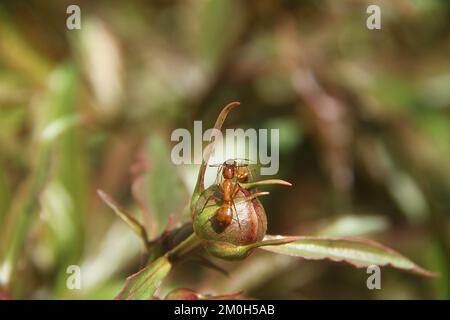 Ants on the buds of a Peony Stock Photo