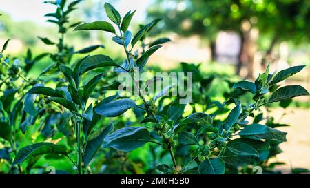 Immunity booster plant, Withania somnifera Its roots and fruits have been used for hundreds of years for medicinal purposes Stock Photo
