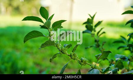 Ashwagandha Dry Red Fruits Medicinal Herb with Fresh Leaves, Ashwagandha, Indian Ginseng, Poison Gooseberry, or Winter Cherry Stock Photo