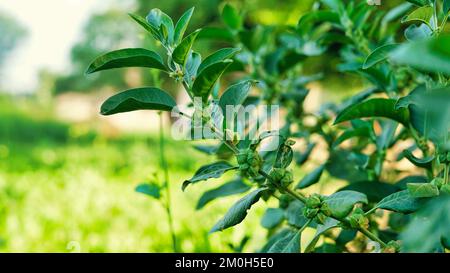 Immunity booster plant, Withania somnifera Its roots and fruits have been used for hundreds of years for medicinal purposes Stock Photo
