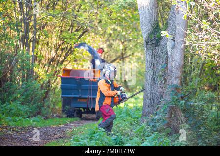 Rear view of a tree surgeon and assistant cutting down a large tree in a park. Stock Photo