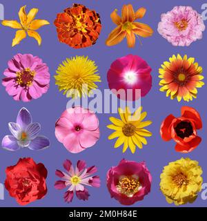 flowers collection isolated on very peri background Stock Photo