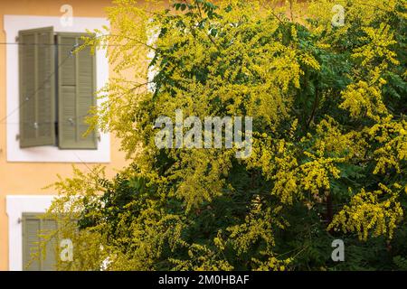 France, Hautes Alpes, Gap, rue Amedee Para, flowering tree Stock Photo