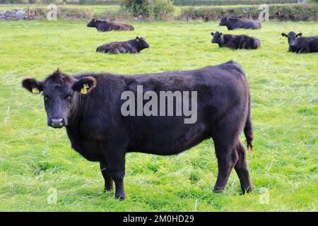 Ireland, Leinster province, County Westmeath, Glasson, Lough Ree, The Murphy Family Farm, cows of the British Angus (or Aberdeen Angus) cattle breed Stock Photo