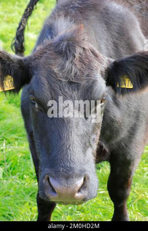 Ireland, Leinster province, County Westmeath, Glasson, Lough Ree, The Murphy Family Farm, cow of the British angus (or Aberdeen Angus) cattle breed Stock Photo