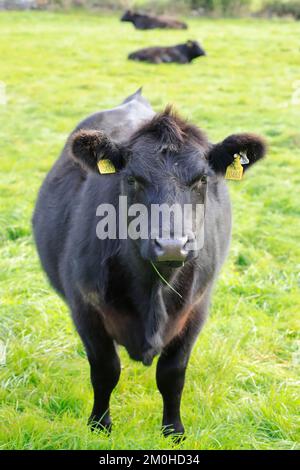 Ireland, Leinster province, County Westmeath, Glasson, Lough Ree, The Murphy Family Farm, cows of the British Angus (or Aberdeen Angus) cattle breed Stock Photo