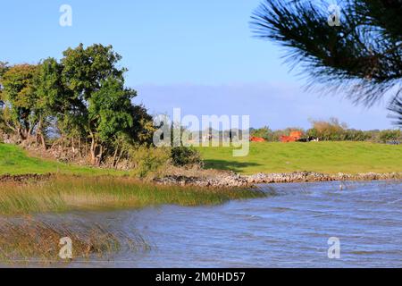 Ireland, Leinster province, County Westmeath, Glasson, Lough Ree, cows by Lake Ree Stock Photo