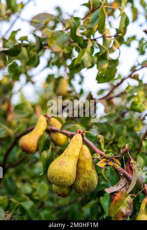 Close up, conference pears growing on a branch of a pear tree. Narrow focus. Stock Photo