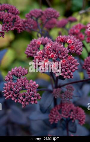 Sedum or Hylotelephium Jose Aubergine Stock Photo