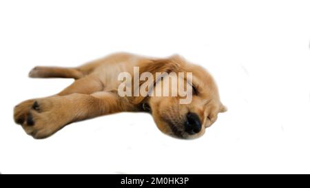 Portrait of a golden retriever puppy napping isolated on a white background. Stock Photo