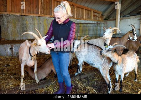 France, Haut Rhin, Wasserbourg, Ferme-auberge (farm-inn) Buchwald, Julie Wehrey with her goats Stock Photo