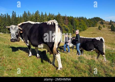 France, Haut Rhin, Wasserbourg, Ferme-auberge (farm-inn) Buchwald, the marcaire Michel Wehrey and his daughter Julie with his Vosgienne race cows Stock Photo