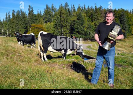 France, Haut Rhin, Wasserbourg, Ferme-auberge (farm-inn) Buchwald, the marcaire Michel Wehrey with his Vosgienne race cows Stock Photo
