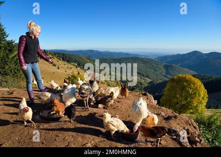 France, Haut Rhin, Wasserbourg, Ferme-auberge (farm-inn) Buchwald, Julie Wehrey feeds her chickens and geese, in the background the Wasserbourg valley Stock Photo
