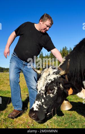 France, Haut Rhin, Wasserbourg, Ferme-auberge (farm-inn) Buchwald, the marcaire Michel Wehrey with his Vosgienne race cows Stock Photo