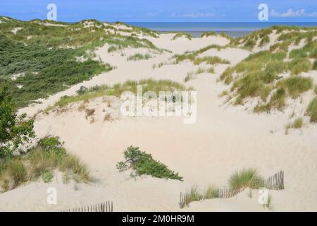 France, Pas de Calais, Cote d'Opale (Opal Coast), Marquenterre, Le Touquet Paris Plage, Canche Estuary Nature Park, dunes with a fence in the foreground Stock Photo