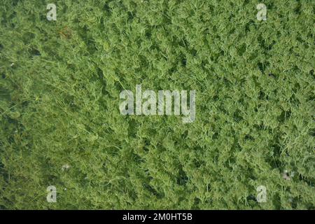 Armleuchteralge, Armleuchteralgen, Chara spec., Characeae, Charophyceae