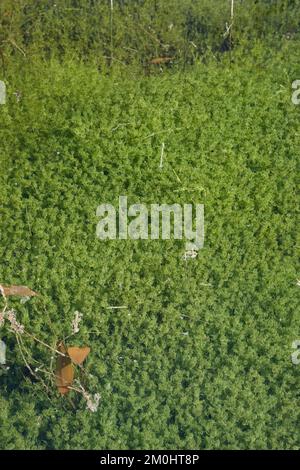 Armleuchteralge, Armleuchteralgen, Chara spec., Characeae, Charophyceae