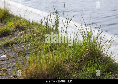 Deutsches Weidelgras, in Pflasterfugen, Lolium perenne, perennial rye-grass, English ryegrass, winter ryegrass, Le ray-grass anglais Stock Photo