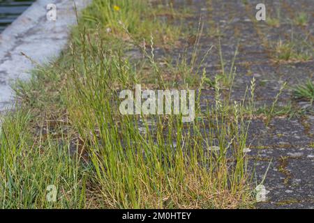 Deutsches Weidelgras, in Pflasterfugen, Lolium perenne, perennial rye-grass, English ryegrass, winter ryegrass, Le ray-grass anglais Stock Photo